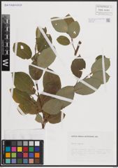 Foto von Salix caprea L.